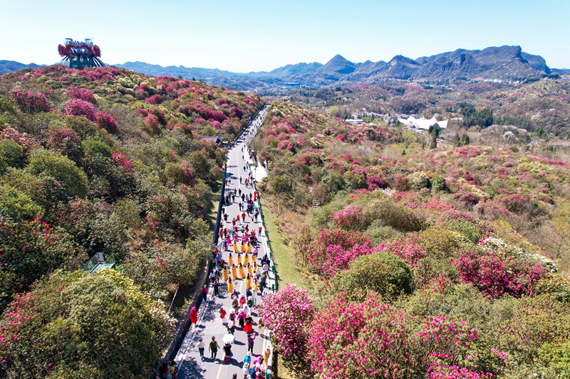 百里杜鵑花開正艷：你就是其中一朵