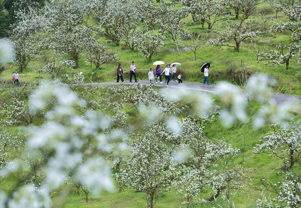 貴州鎮(zhèn)遠(yuǎn)舉行第二屆“花語節(jié)”活動(dòng) 邀游客游古城賞春景_fororder__LAS5730.JPG