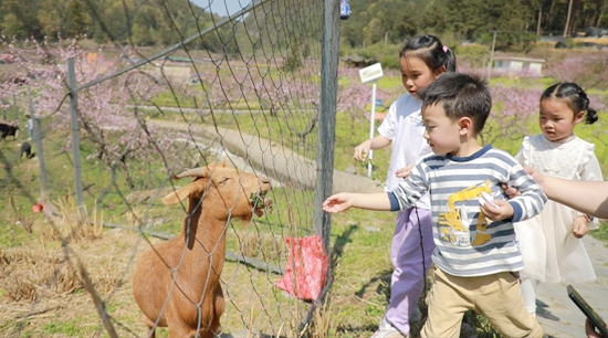 春日“桃花節(jié)” 貴州惠水邀您共賞桃園美景_fororder_小朋友與小動物親密接觸