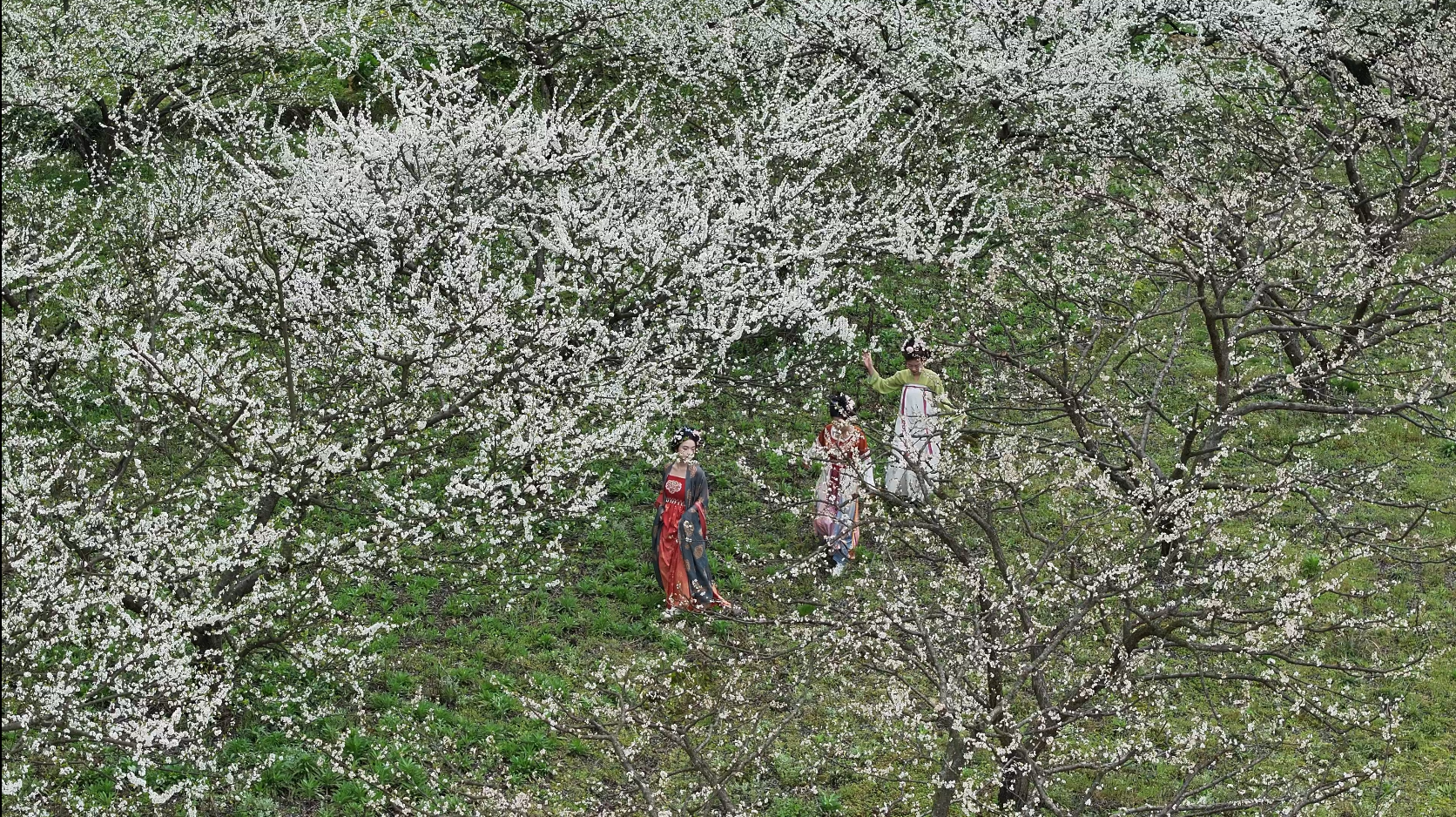 貴州黃平：千畝李花悄然綻放 踏青賞花享春日時(shí)光