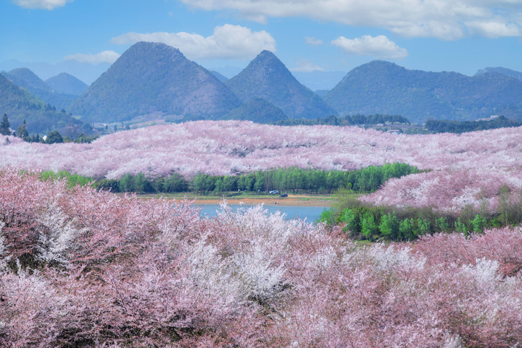 “花漾貴州”邀世界共赴春日之約