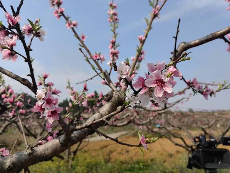 千畝桃花開.jpg