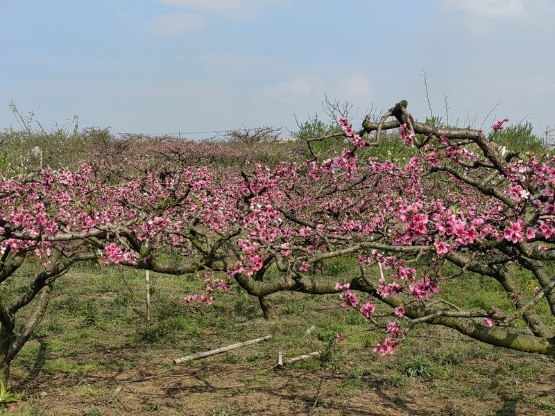 鎮(zhèn)寧丁旗街道：千畝桃花開 美景迎客來