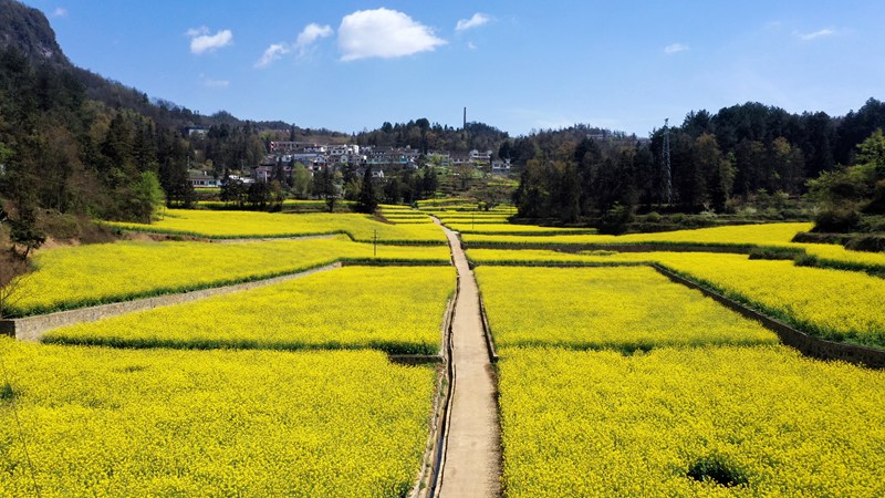 沔山村油菜花田。