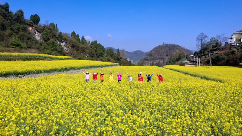 習(xí)水縣馬臨街道：高標(biāo)準(zhǔn)農(nóng)田里 油菜花海美如畫(huà)