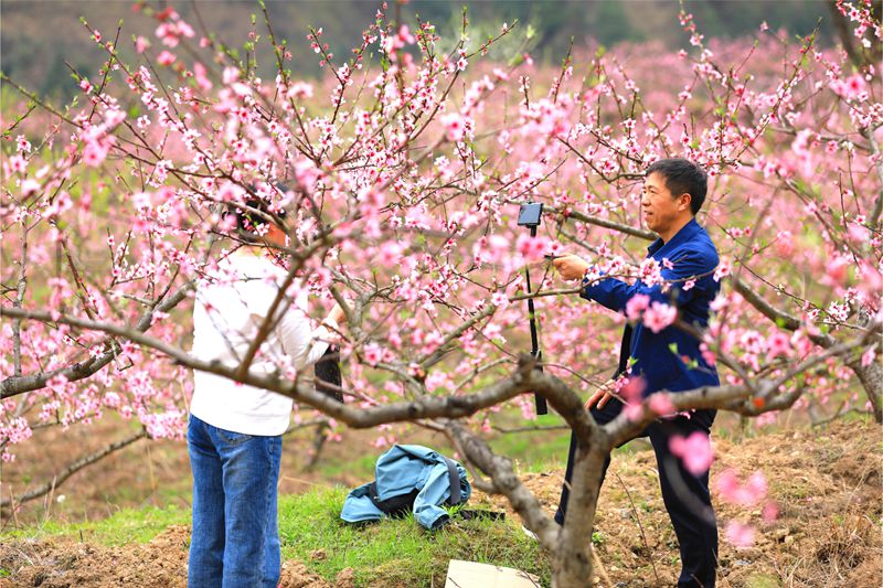 6. 3月27日 慕名前來(lái)的游客正在花海中賞花打卡。（潘文 攝）