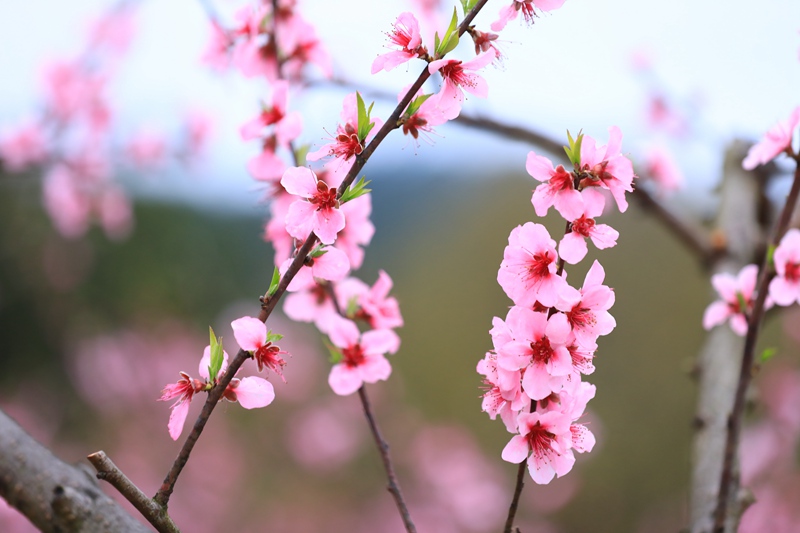 3. 3月27日 劍河縣岑松鎮(zhèn)塘腳村嫵陽(yáng)紅桃桃花綻放，美輪美奐。（潘文 攝）