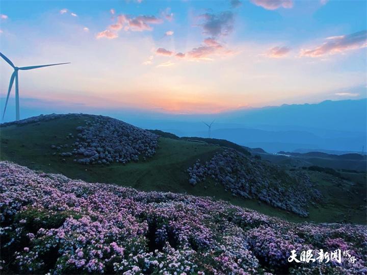 走，賞花去！烏蒙大草原4萬(wàn)畝矮杜鵑齊綻放