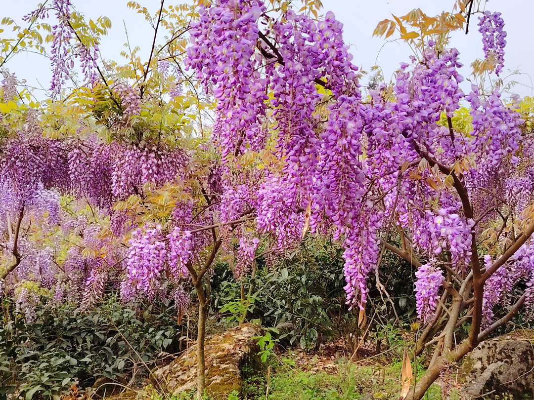 4月13日，湄潭縣將舉辦首屆紫藤花旅游節(jié)