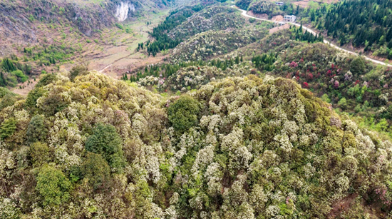 貴州水城：杜鵑芳菲 山花燦漫