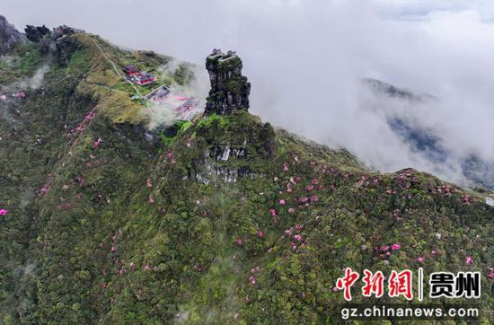 貴州梵凈山杜鵑花開 “五一”假期為最佳賞花期