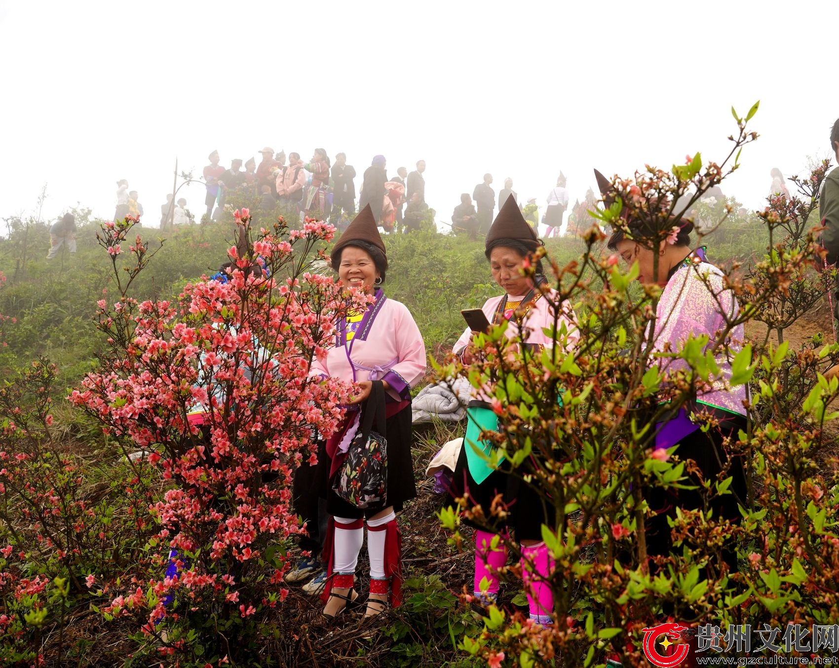 貴州從江：映山紅遍等你來