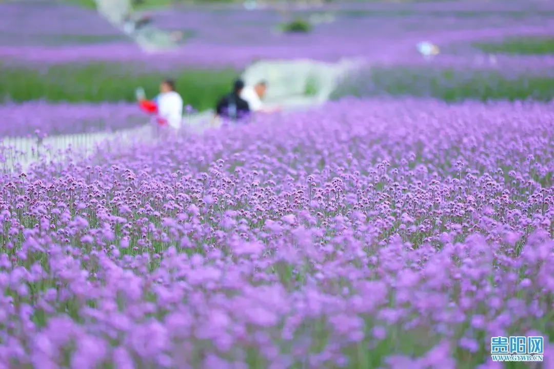 花溪區(qū)：高坡300畝馬鞭草花逐漸綻放