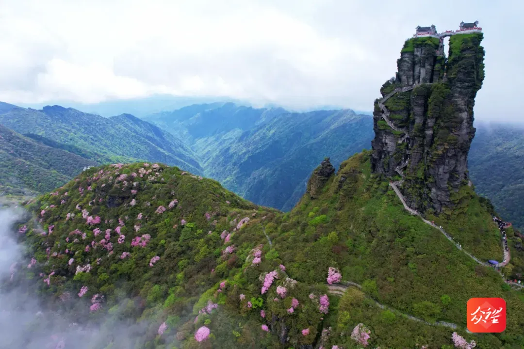 貴州梵凈山：杜鵑花正艷 觀賞漸佳期