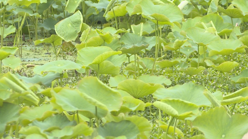 普定縣水井村：荷花園煥發(fā)新生 提升游客觀賞體驗(yàn)