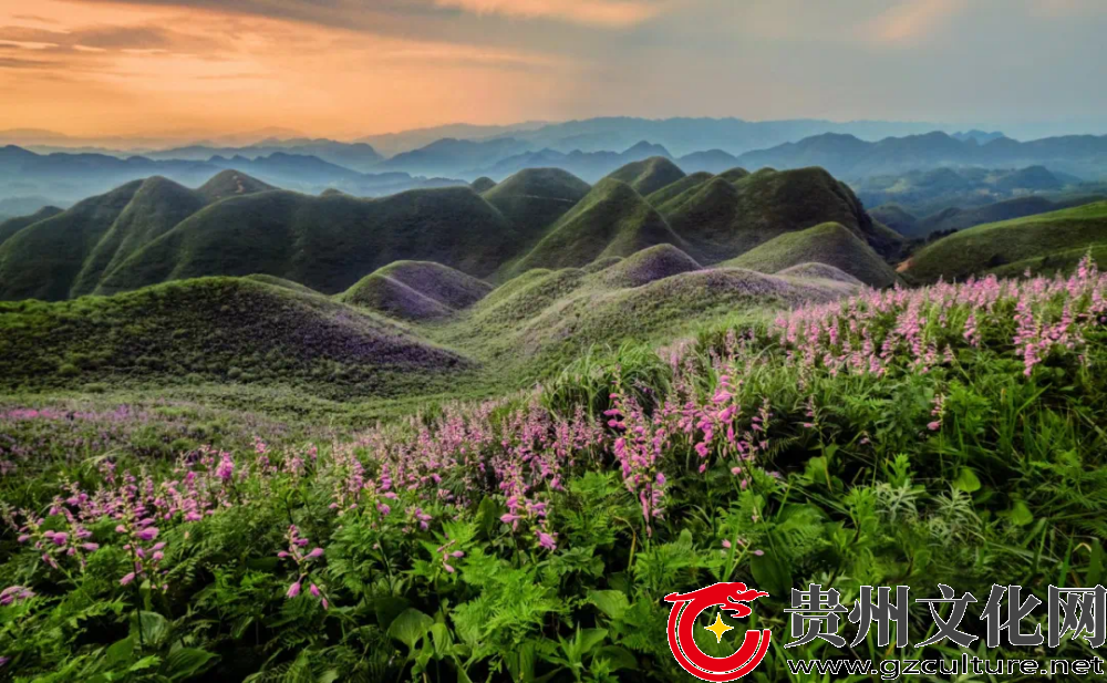 金沙玉簪花云海景區(qū)盛大開園，邀您共赴云端浪漫之約