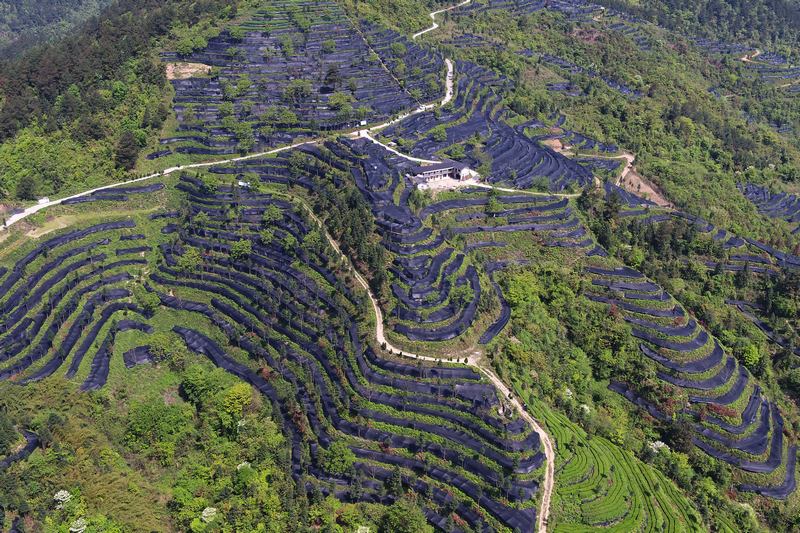 2.漫山抹茶茶葉正在進(jìn)行遮陽栽培。江口縣融媒體中心供圖.JPG