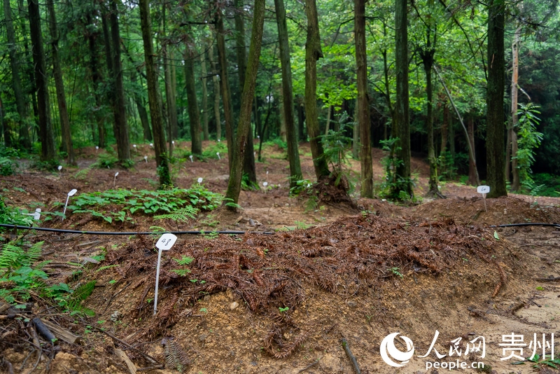 大方縣龍場村林下天麻種植基地一隅。人民網記者 涂敏攝