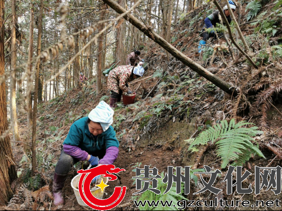 黎平縣茅貢鎮(zhèn)：打造天麻“藥園”