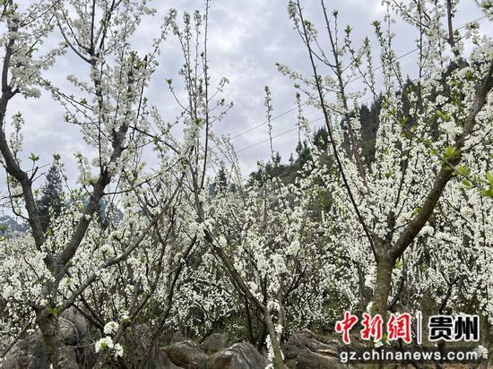 漫山盛開(kāi)的李花