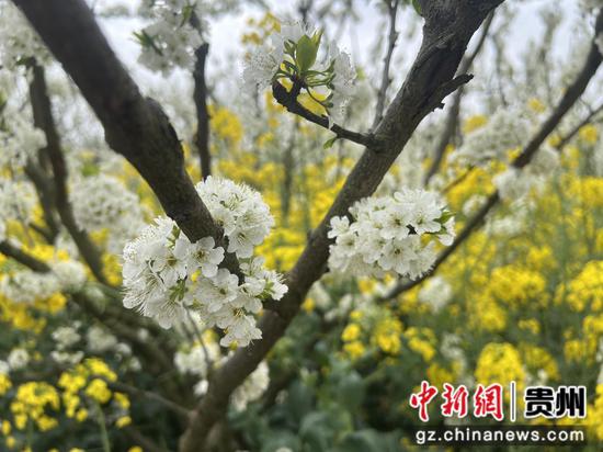 沿河：李花怒放一樹白 游客聞香紛至來