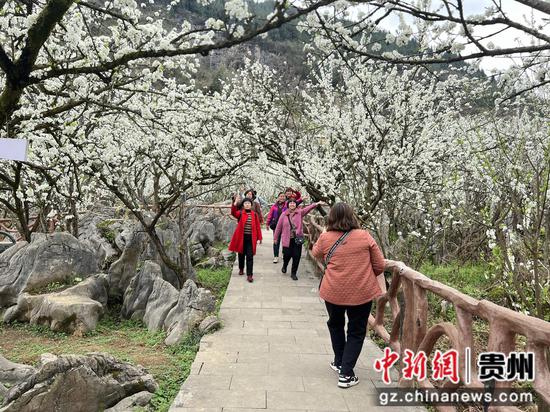 成群結(jié)隊(duì)的游客沉醉在這片花海中，賞花觀景、拍照打卡 。