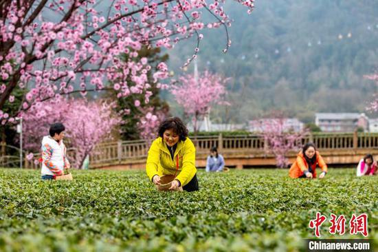 3月16日，茶農(nóng)和游客在貴州省鳳岡縣永安鎮(zhèn)田壩生態(tài)茶園基地采摘春茶。范暉 攝