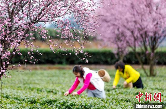 3月16日，茶農(nóng)和游客在貴州省鳳岡縣永安鎮(zhèn)田壩生態(tài)茶園基地采摘春茶。范暉 攝