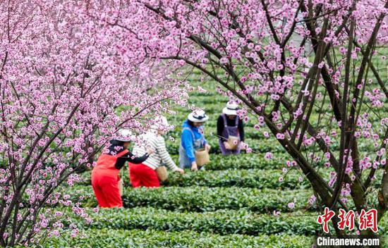 3月16日，茶農(nóng)和游客在貴州省鳳岡縣永安鎮(zhèn)田壩生態(tài)茶園基地采摘春茶。范暉 攝