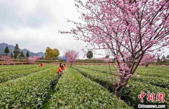 3月16日，茶農(nóng)和游客在貴州省鳳岡縣永安鎮(zhèn)田壩生態(tài)茶園基地采摘春茶。范暉 攝