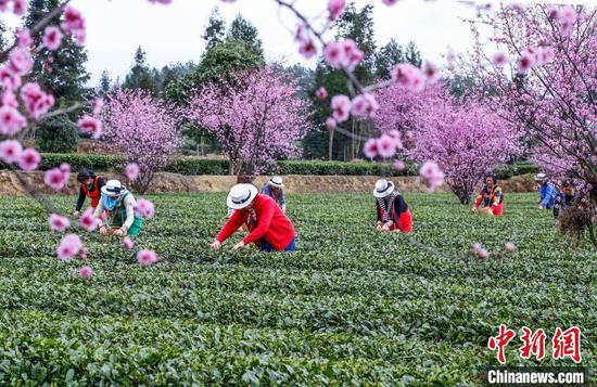 3月16日，茶農(nóng)和游客在貴州省鳳岡縣永安鎮(zhèn)田壩生態(tài)茶園基地采摘春茶。范暉 攝