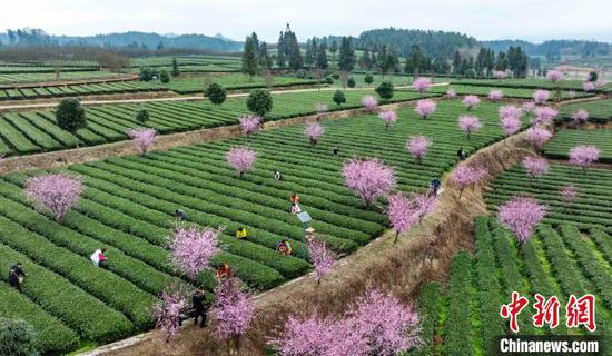 3月16日，航拍茶農(nóng)和游客在貴州省鳳岡縣永安鎮(zhèn)田壩生態(tài)茶園基地采摘春茶。范暉 攝