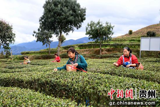 村民在貴州省道真自治縣河口鎮(zhèn)幸民村茶葉種植基地采摘春茶。