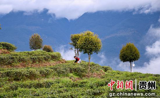 村民在貴州省道真自治縣河口鎮(zhèn)幸民村茶葉種植基地采摘春茶。