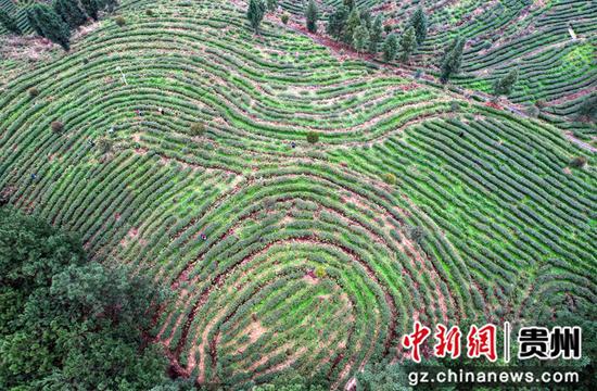 村民在貴州省道真自治縣河口鎮(zhèn)幸民村茶葉種植基地采摘春茶（無(wú)人機(jī)照片）。