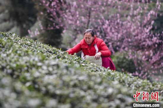 3月19日，茶農(nóng)在鳳岡縣何壩街道的茶園采摘春茶。中新網(wǎng)記者 瞿宏倫 攝