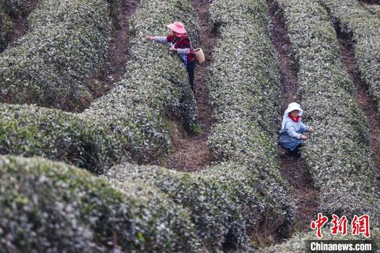 3月19日，茶農(nóng)在鳳岡縣何壩街道的茶園采摘春茶。中新網(wǎng)記者 瞿宏倫 攝