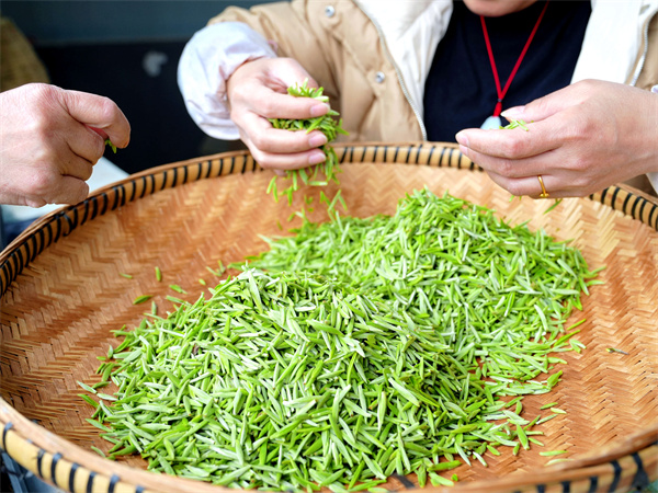 平壩：春茶吐翠采摘忙