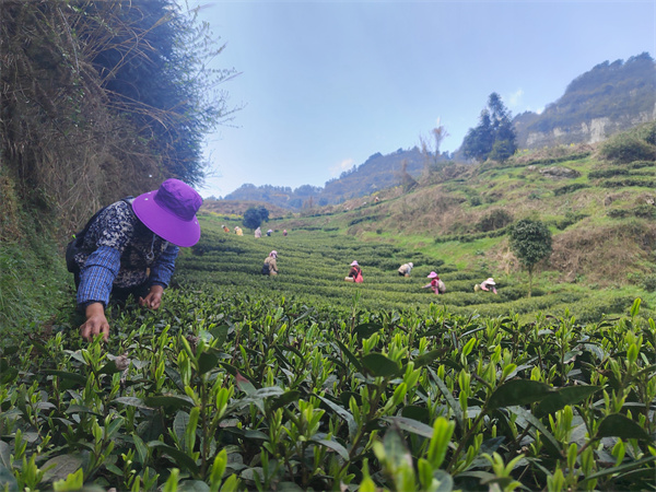 開陽縣高寨鄉(xiāng)：茶葉香里說“豐”年