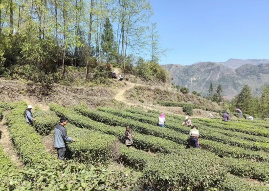 貴州水城：上春山 采春茶 茶韻飄香促增收