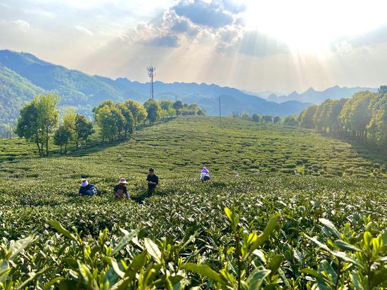 貴州六盤水早春茶開采見聞：新芽飄香滿山野