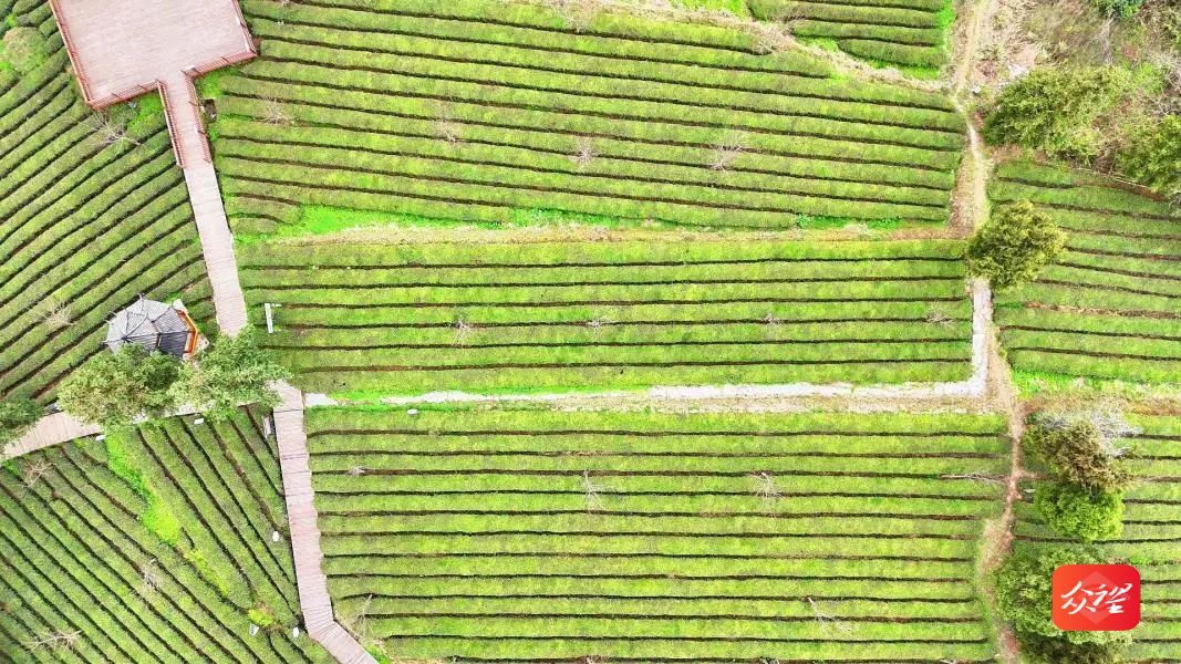 貴州印江：上春山采春茶 茶韻飄香促增收