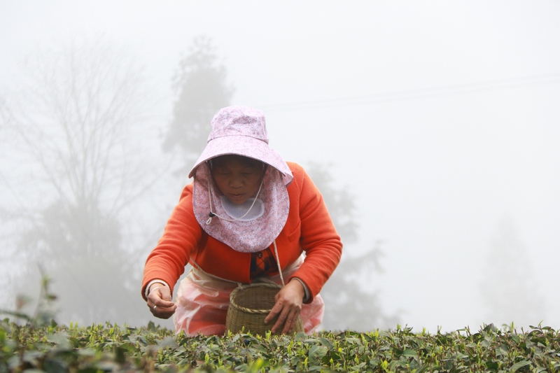 茶農(nóng)采摘明前茶.黃梅梅 攝..jpg