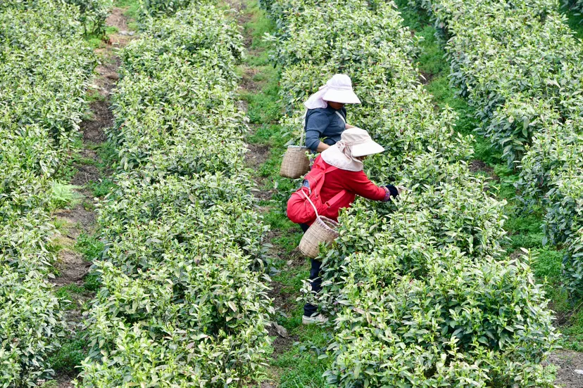 觀山湖區(qū)神鵲茶場(chǎng)春茶正式開(kāi)采！