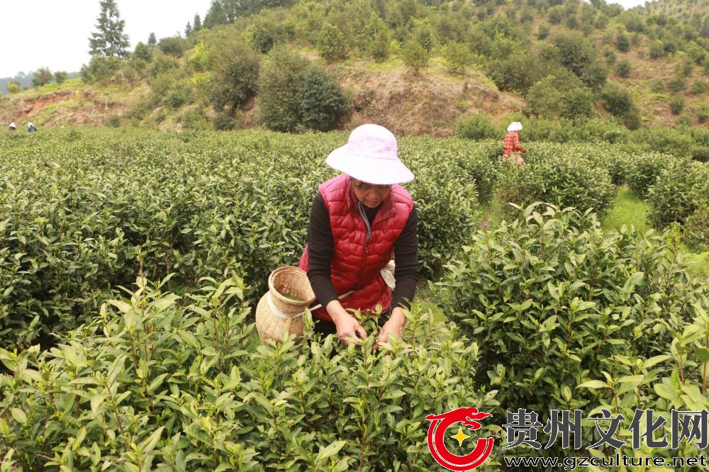 黎平九潮鎮(zhèn)：上春山 采新芽 茶農(nóng)采茶增收忙