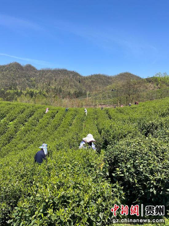 茶農(nóng)采茶