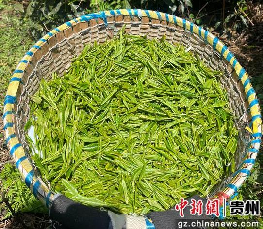 仁懷九倉鎮(zhèn)：春茶采摘忙 搶“鮮”加工茶飄香