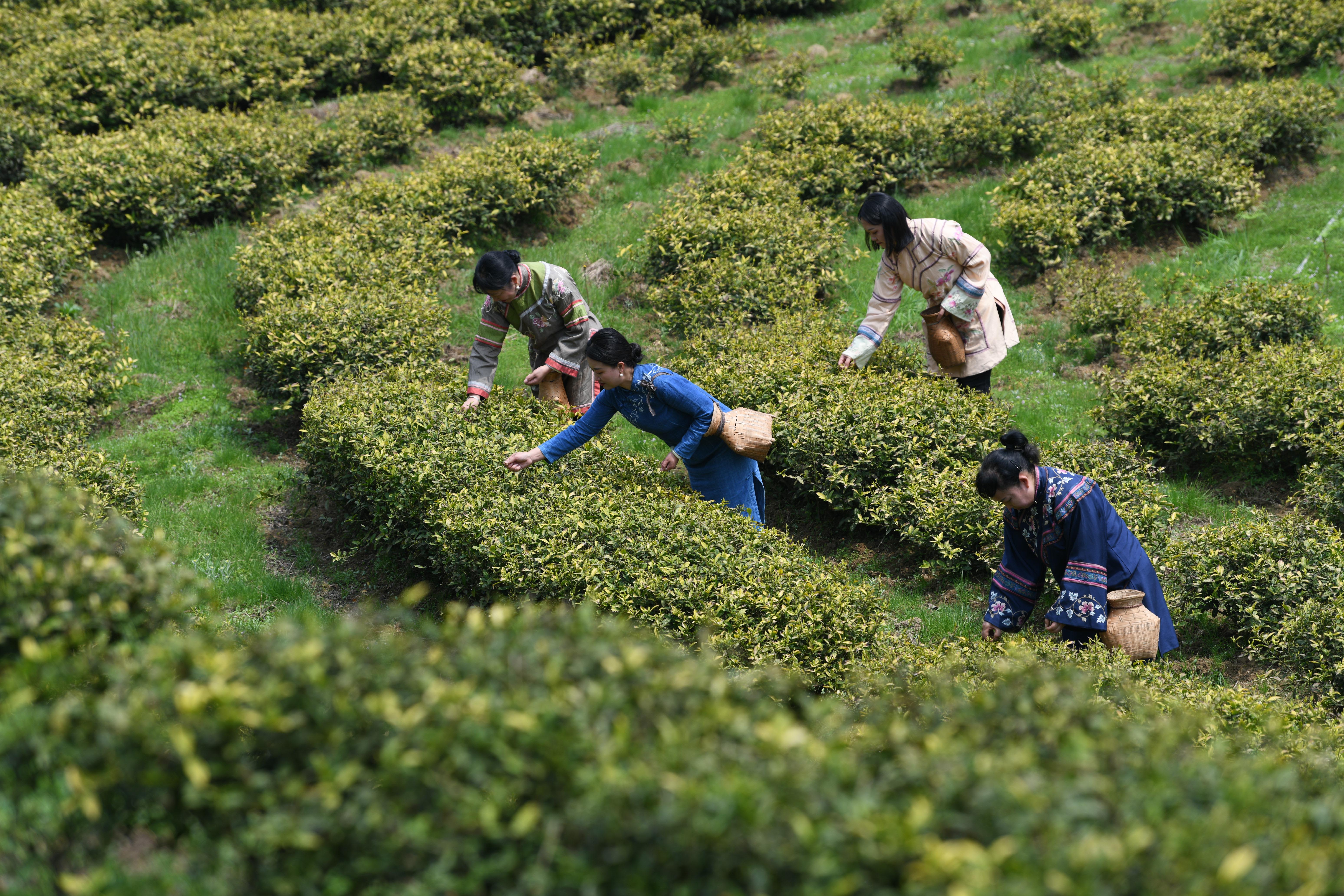 上春山 品春茶！黃平云霧山400余畝 “黃金芽”開采