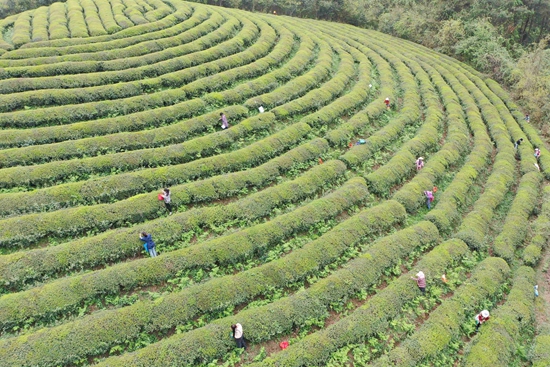 貴州鎮(zhèn)遠：春茶飄香采摘忙