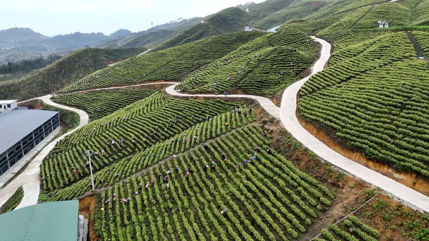 貴州平塘：高山出好茶 群眾增收樂開懷